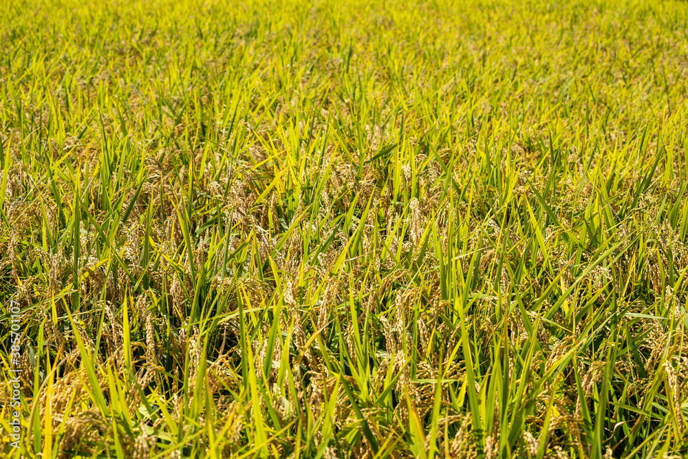 Yellow rice field at countryside in Takamatsu city, Kagawa, Shikoku, Japan