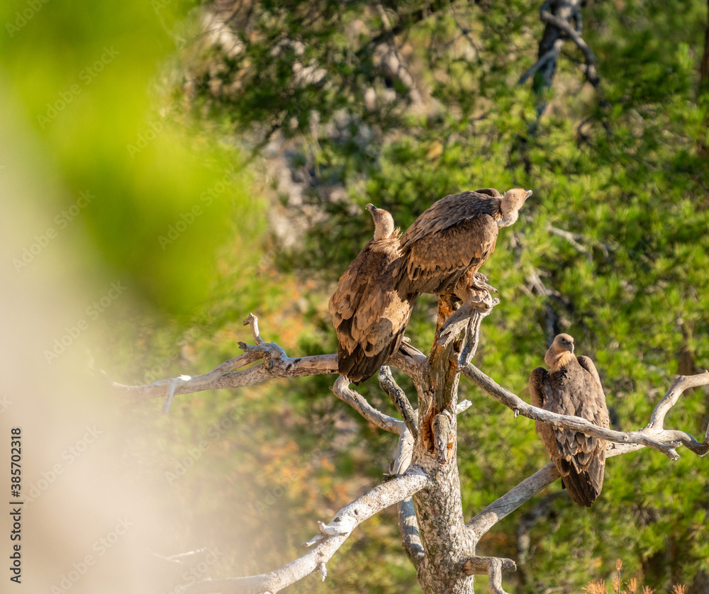 Obraz premium Three vultures alert looking in different directions