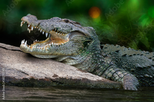 Marsh crocodile with open mouth at Ranganthittu, Karnataka, India © Debraj