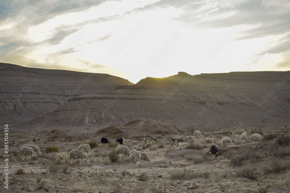A picture of a herd of sheep grazing in the desert and goats