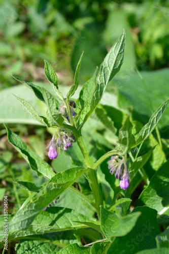 Common comfrey photo