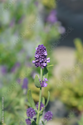 Common lavender © nahhan