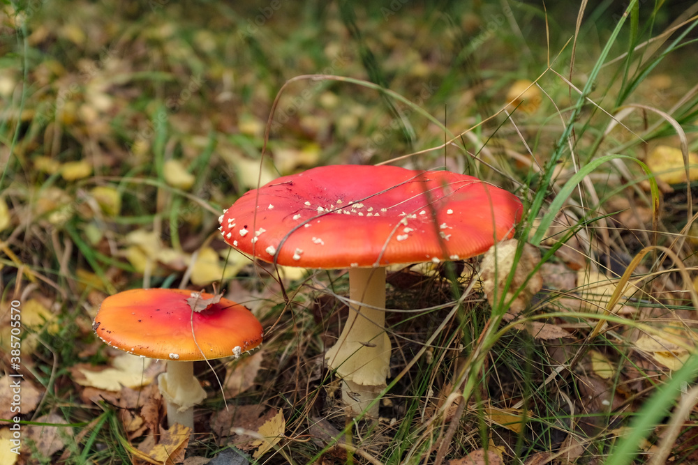 Beautiful red amanitas grow in the forest among the grass. Beautiful red amanitas grow in the forest among the grass.