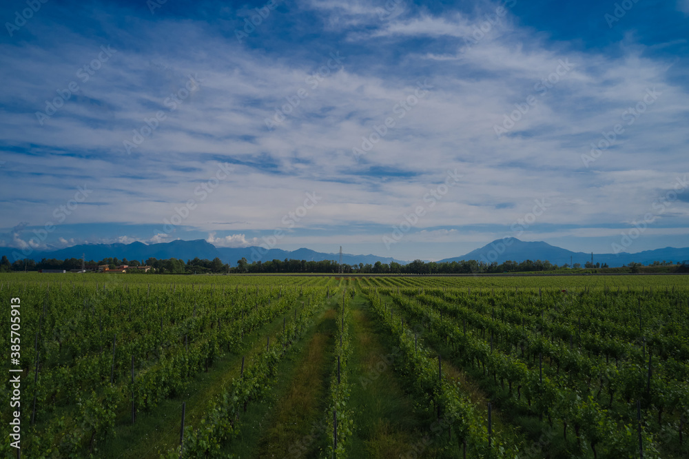Rows of vineyards, panoramic aerial view. Clouds on blue sky background