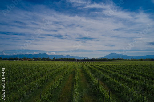 Rows of vineyards, panoramic aerial view. Clouds on blue sky background