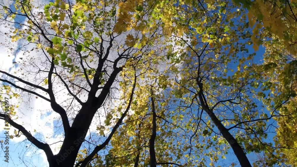 Autumn public park with yellow trees, trees against blue sky during sunny autumn day, 4k video Autumn public park with yellow trees, trees against blue sky during sunny autumn day, 4k video