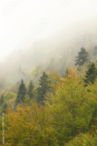Autumnal Foggy Forest in Romania