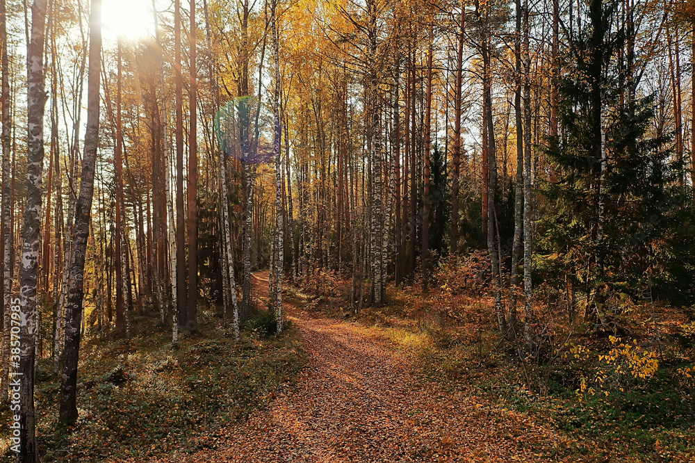 autumn road top view, landscape in autumn with drone autumn road top view, landscape in autumn with drone