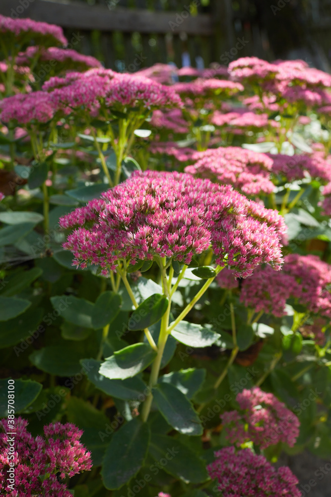 Showy stonecrop, or ice plant (Hylotelephium spectabile) growing in the garden. This plant belongs to the stonecrop family, Crassulaceae. Showy stonecrop, or ice plant (Hylotelephium spectabile) growing in the garden. This plant belongs to the stonecrop family, Crassulaceae.