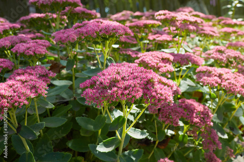 Showy stonecrop, or ice plant (Hylotelephium spectabile) growing in the garden.  This plant belongs to the stonecrop family, Crassulaceae.