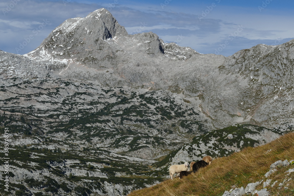 Schafherde im Gebirge