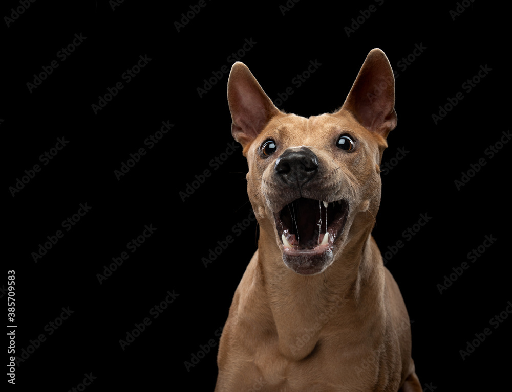 nice dog on a black background. Thai ridgeback in studio nice dog on a black background. Thai ridgeback in studio