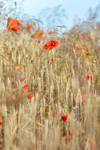 Blooming poppies in the fields of grain © Michał Kozera