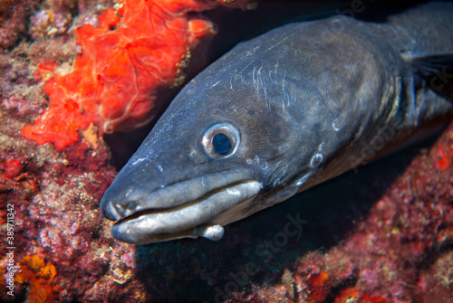 Giant conger eel. Çanakkale, Turkey.