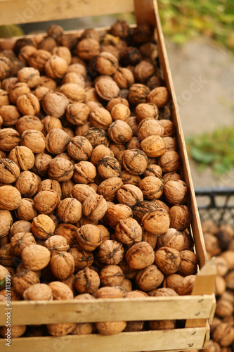 Closeup of autumn harvest of ripe walnuts gathered in boxes outdoors