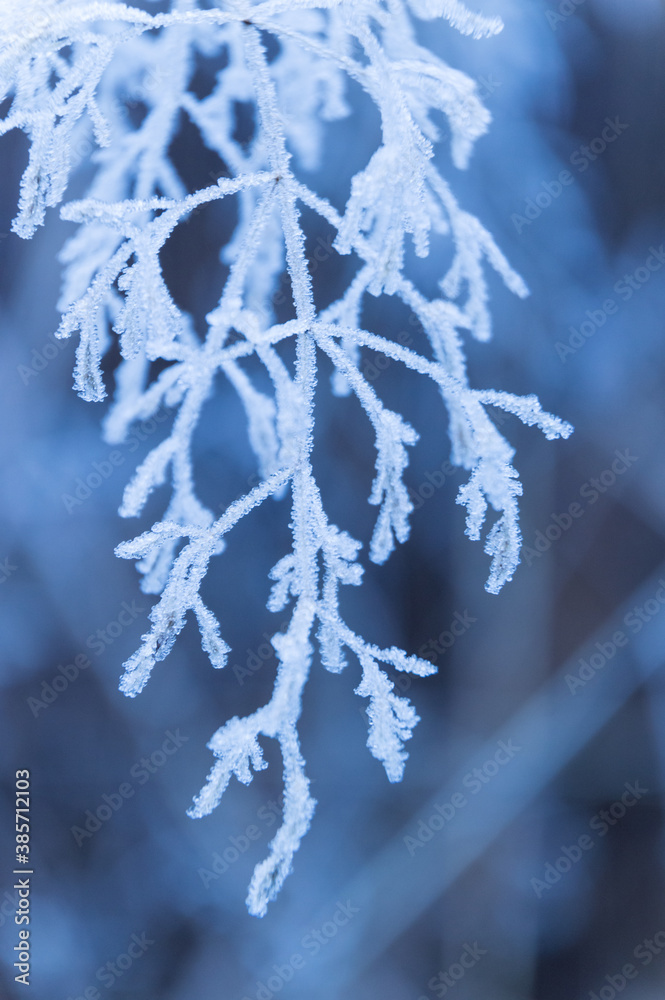 detail of hoarfrost in winter forest
