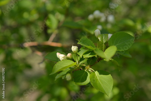 spring, flower, blossom, tree, nature, white, cherry, branch, apple, flowers, garden, bloom, plant, green, blooming, season, beauty, sky, leaf, blue, macro, petal, beautiful, blossoming, outdoors