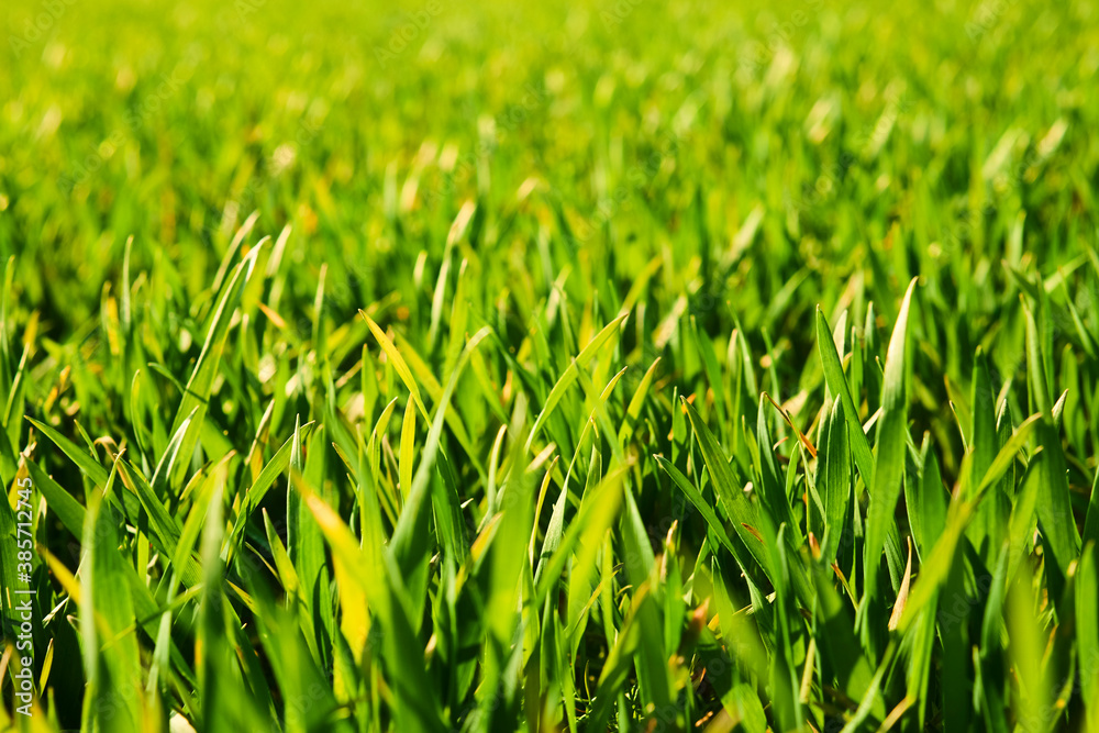 Close-up of young wheat plants on a field with shallow depth of field and selective focus
Close-up of young wheat plants on a field with shallow depth of field and selective focus