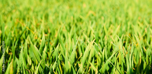 Close-up of young wheat plants on a field with shallow depth of field and selective focus 