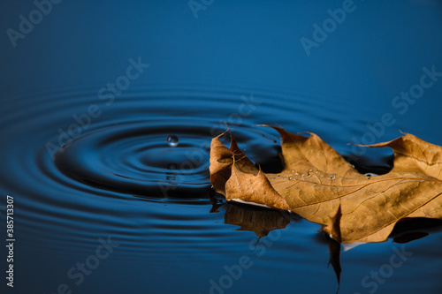 autumn dry leaf on the water