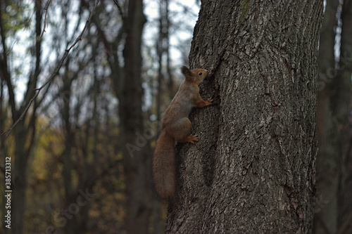 quick squirrel on a tree in autumn park 