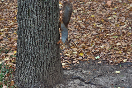 squirrel on a tree in autumn park