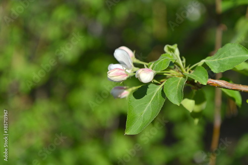 spring, flower, blossom, tree, nature, white, cherry, branch, apple, flowers, garden, bloom, plant, green, blooming, season, beauty, sky, leaf, blue, macro, petal, beautiful, blossoming, outdoors