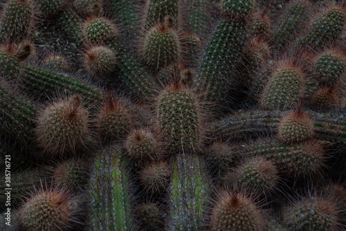 Beautiful pattern of cactus (Echinopsis Strigosa Cacti) in the botanical garden.