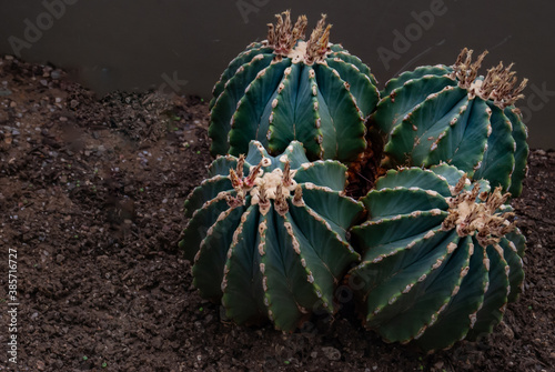 Ferocactus glaucescens or chenille succulent plant in the botanical garden. Nature abstract background. Arid Plants. photo