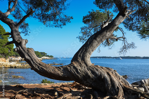Typical mediterranean landscape on Sainte-Marguerite island, Cannes, France