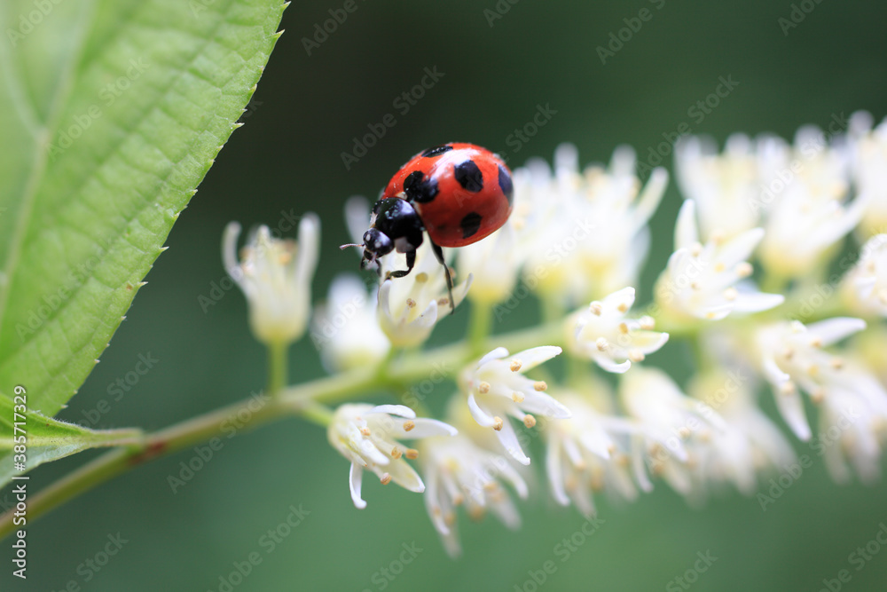 Fototapeta premium 白い花にテントウ虫