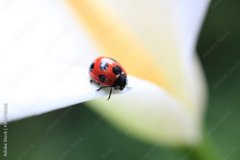 Naklejka premium カラーとテントウ虫