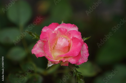 Pink rose with water drop
