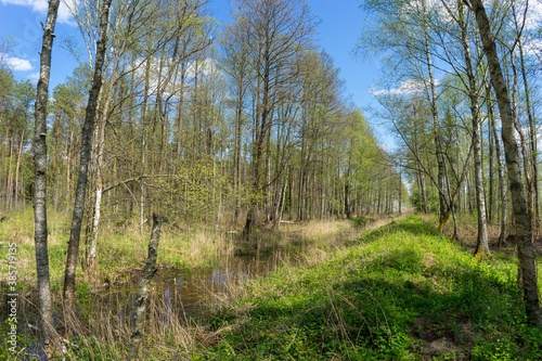 Forest area with streams and glades near Volozhin