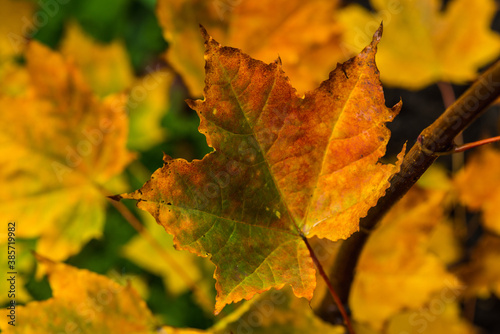 Colorful maple leaves in the autumn forest. Selective focus. Shallow depth of field. 