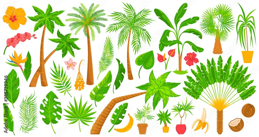 Palm trees tropical plants vector illustration set. Cartoon flat indoor exotic houseplants from tropics collection of palm leaves and flowers in pot, home or office garden decoration isolated on white