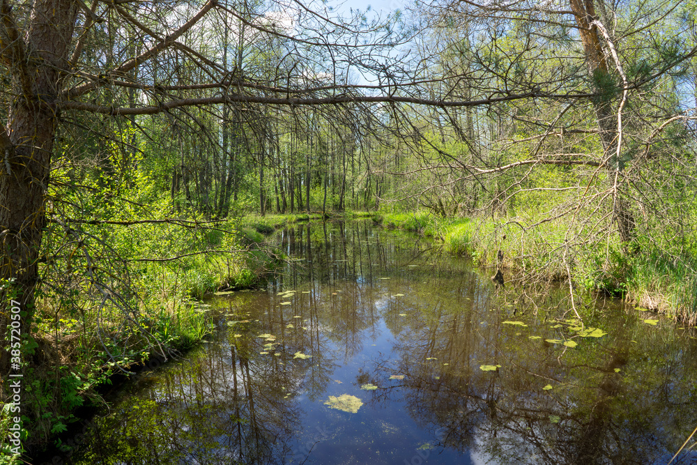 Forest area with streams and glades near Volozhin Forest area with streams and glades near Volozhin
