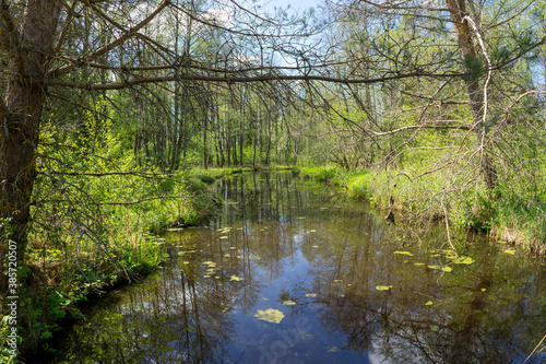 Forest area with streams and glades near Volozhin