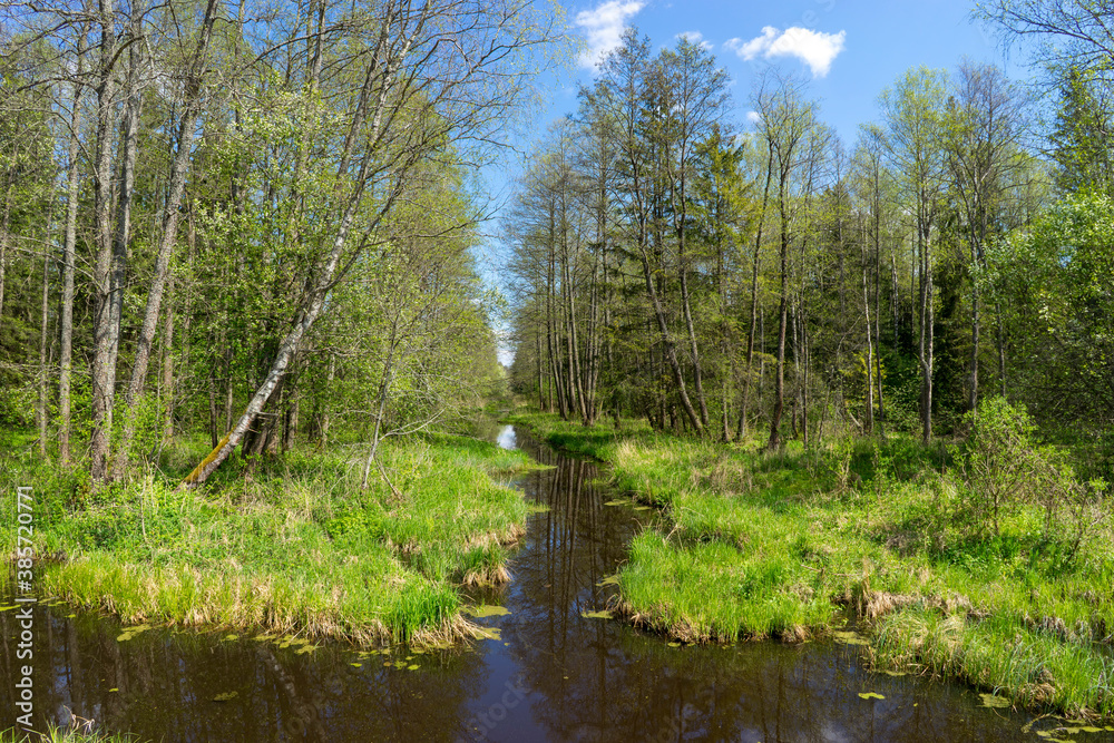 Forest area with streams and glades near Volozhin Forest area with streams and glades near Volozhin