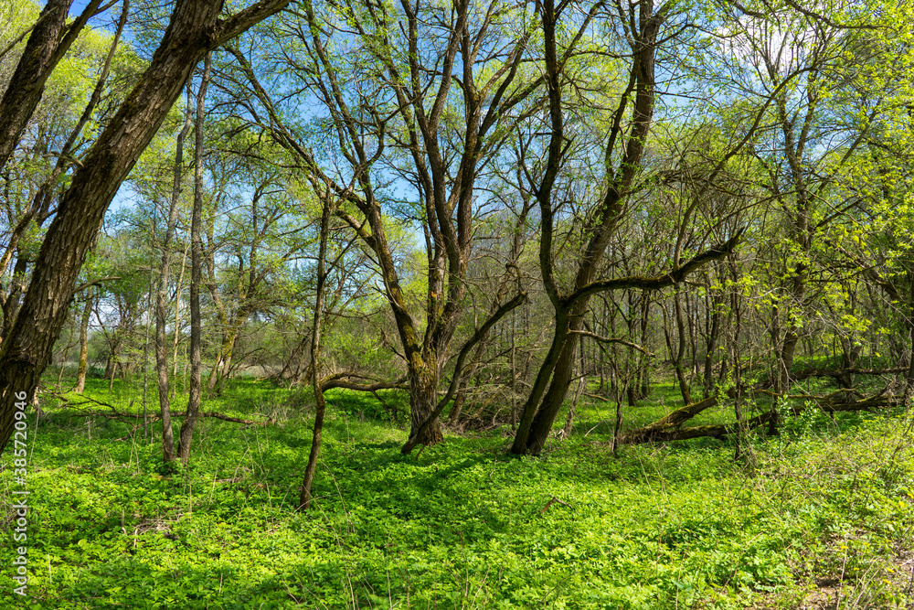 Forest area with streams and glades near Volozhin