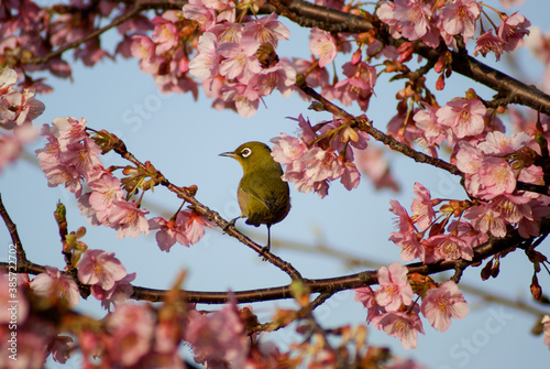 White-eye bird "Mejiro" on the Kawazu Cherry blossoms