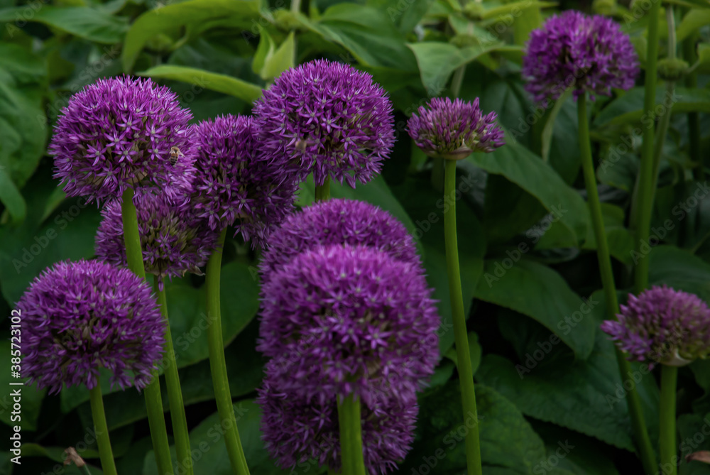 Obraz premium Spherical purple allium flowers. In the Green leaf background, Allium Gladiator is a spectacular giant Onion full bloom grown in a botanic garden. No focus, specifically.