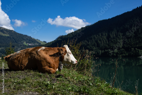 Cow lies in the pasture in front of the Durlaßboden reservoir