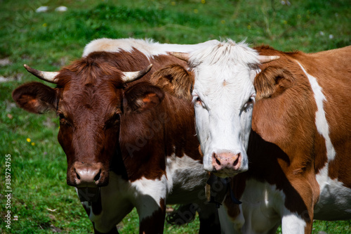 The faces of two Simmental cattle with horns