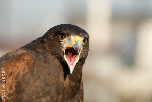 Fotografía Buzzard Harris Hawk is crying