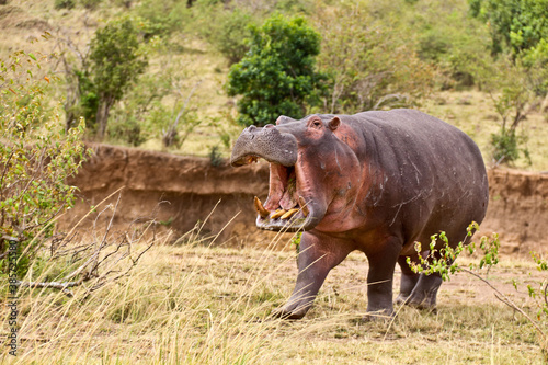 Angry hippo on land