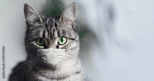 Fototapeta Naklejka Na Ścianę i Meble -  Portrait of American shorthair cat with green eyes, wearing medical face mask against coronavirus and covid-19.