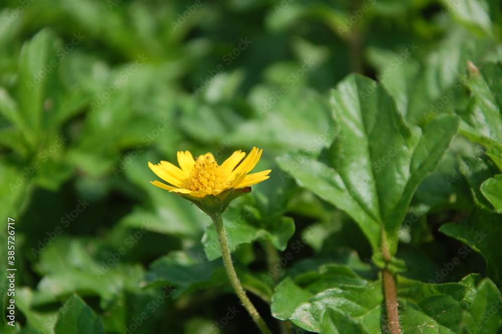 yellow flower ...Flowers enhance the beauty of the garden ... yellow flower ...Flowers enhance the beauty of the garden ...