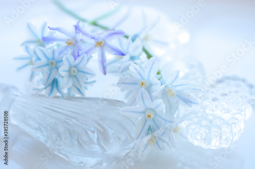 白色の花シラーとブルー色のチヨノドグサ
