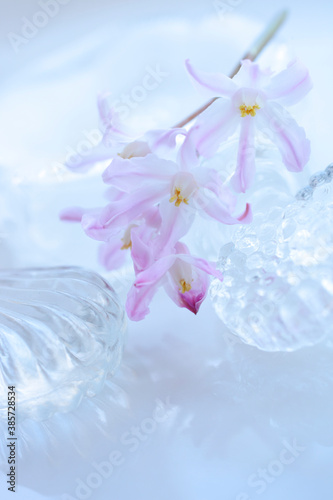 Fototapeta Naklejka Na Ścianę i Meble -  ピンク色の花チヨノドグサとガラス瓶